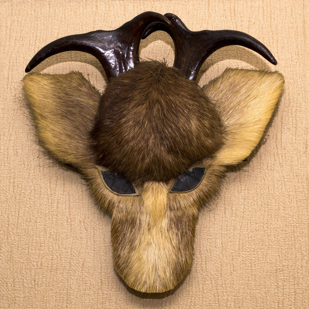 Scary stuffed deer or goat head - Photo, Image