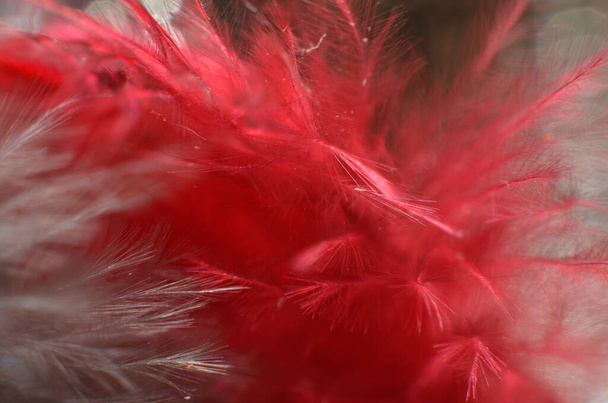 die zarten Federn der Vögel sind zu attraktiven Accessoires in verschiedenen Farben arrangiert - Foto, Bild