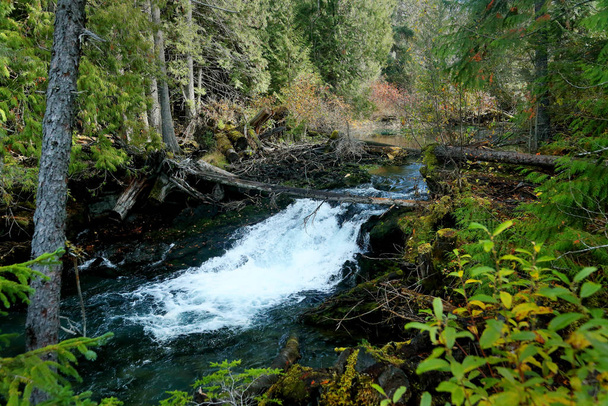 Река с порогами глубоко в лесу
 - Фото, изображение
