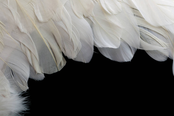 Wings with white feathers on black background - Foto, Imagen