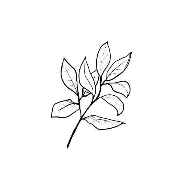 Branch with leaves. Hand draw sketch. Outline leaf isolated on the white background. - Vector, imagen