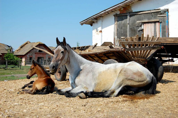 кінь лежить, кобила з лосям лежить на соломі біля возів у стайні
 - Фото, зображення