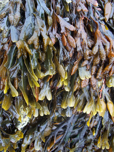 végétation d'algues
 - Photo, image