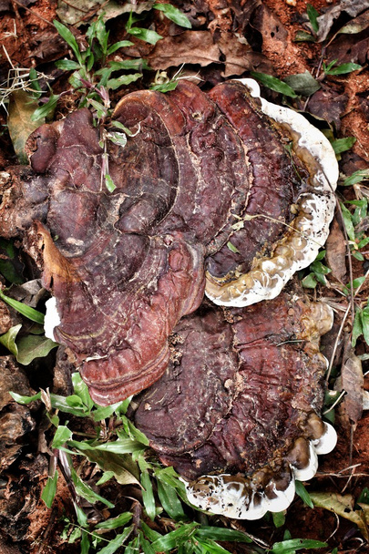 Ganoderma lucidum - Φωτογραφία, εικόνα