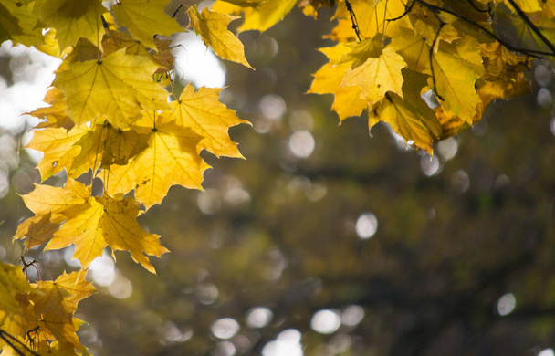 Yellow maple leaves on a dark blurred background - Valokuva, kuva