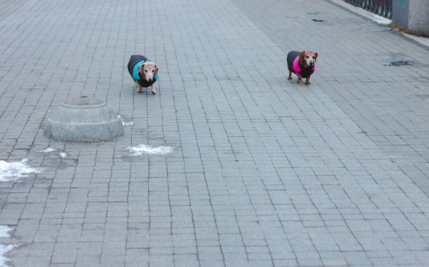 Dos perros salchichas caminan por la calle
 - Foto, imagen