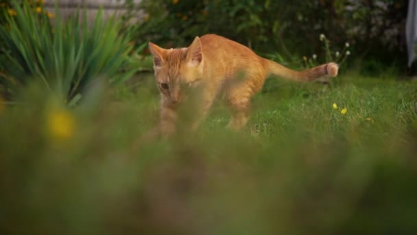 Egy aranyos piros cica játszik egy kavics a füvön. elfut. Homályos háttér - Felvétel, videó