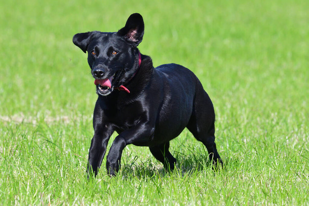 Labrador negro
 - Foto, imagen