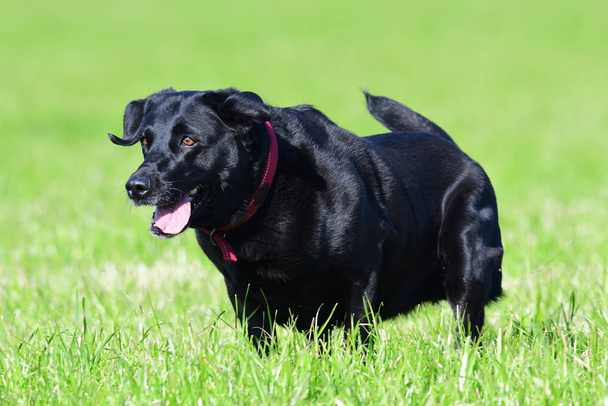 Labrador negro
 - Foto, imagen