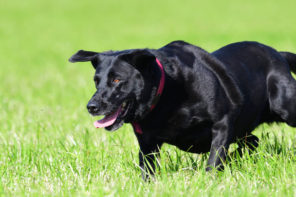 schwarzer Labrador - Foto, Bild