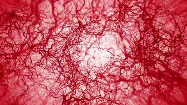 Animação em loop 3D de vasos sanguíneos humanos. Capilares vermelhos. Sangue no fundo branco. Anatomia de fundo. Conceito médico
. - Filmagem, Vídeo