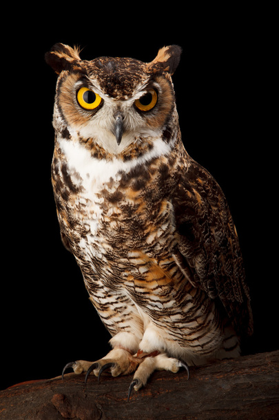 Great horned owl - Zdjęcie, obraz