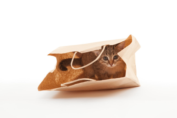 Beautiful kitten playing with paper - Φωτογραφία, εικόνα