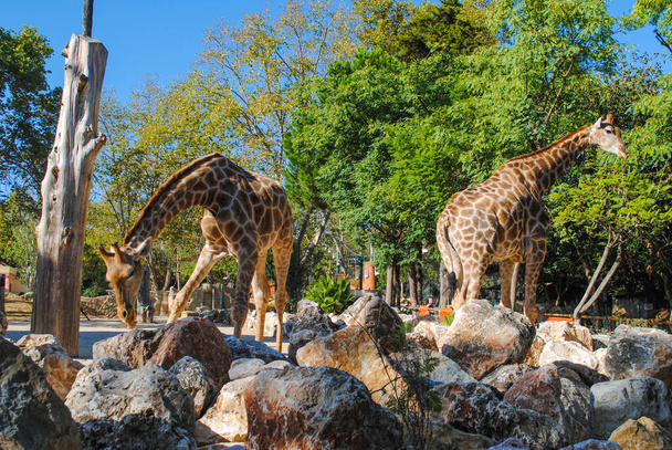 Beautiful adult giraffes are resting and posing on camera - Fotoğraf, Görsel