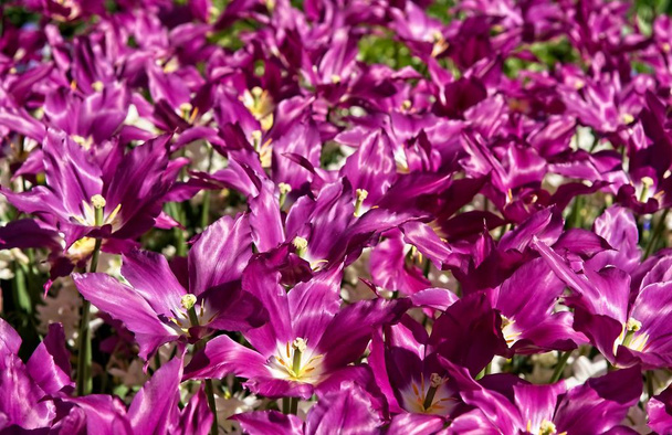 Suuret violetti tulppaanit
 - Valokuva, kuva