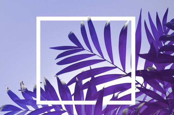 Tropical palm leaf on a blue pastel background - Foto, afbeelding