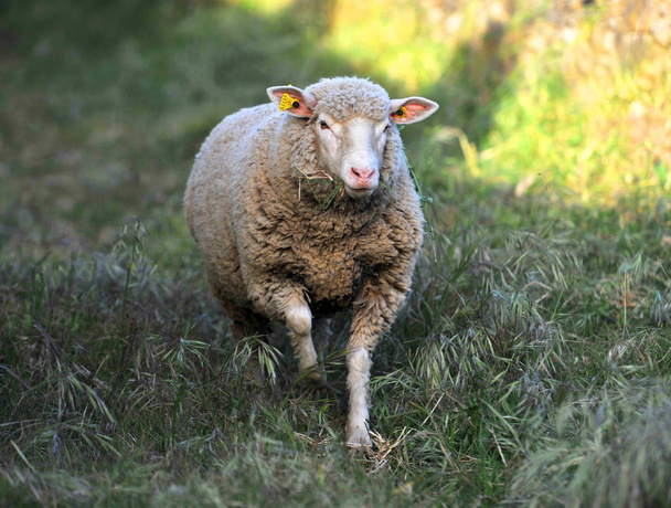 овцы в Испании в поле
 - Фото, изображение