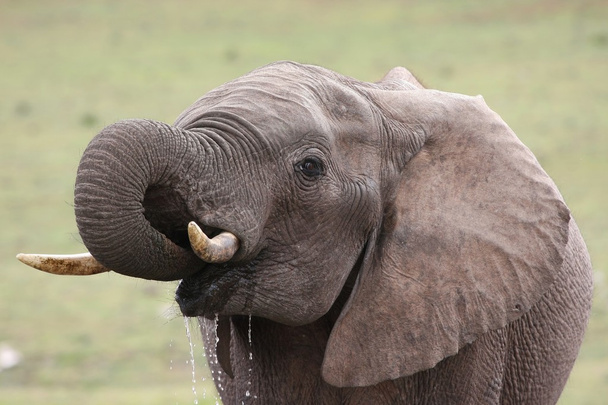African Elephant Quenching Thirst - Photo, Image