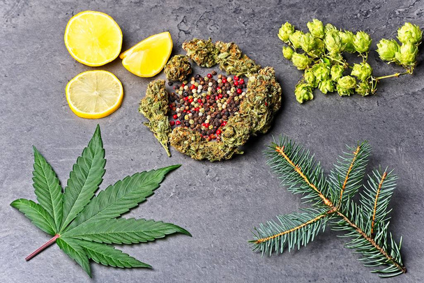 Bud Cannabis e folha com agulhas hoppy, pimenta, limão e abeto
 - Foto, Imagem