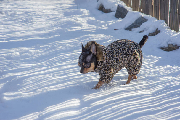 冬は小さな犬のジャケット寒い。雪の背景に冬服でChihuahua 。Chihuahua 。犬の上に - 写真・画像