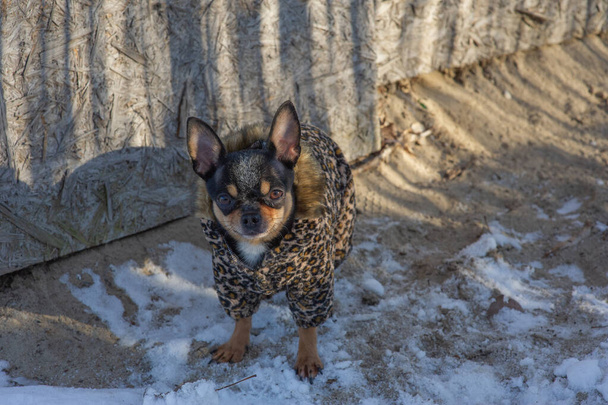 冬は小さな犬のジャケット寒い。雪の背景に冬服でChihuahua 。Chihuahua 。犬の上に - 写真・画像