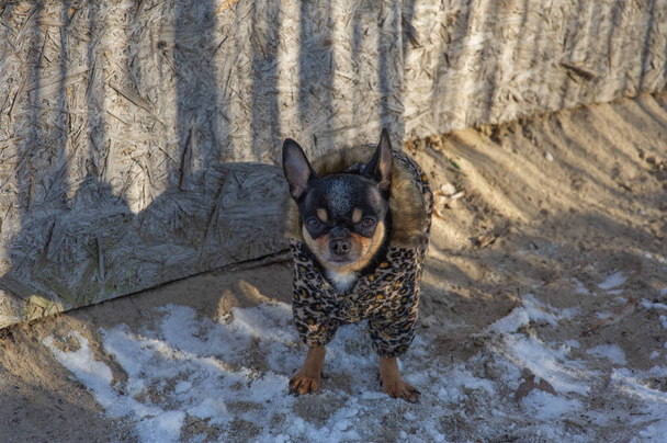 kleine hondenjas koud in de winter. Chihuahua in winterkleding op een achtergrond van sneeuw. Chihuahua. Hond op een - Foto, afbeelding