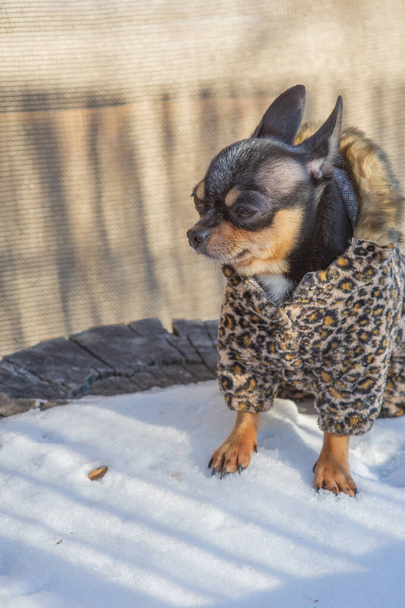 kleine hondenjas koud in de winter. Chihuahua in winterkleding op een achtergrond van sneeuw. Chihuahua. Hond op een - Foto, afbeelding