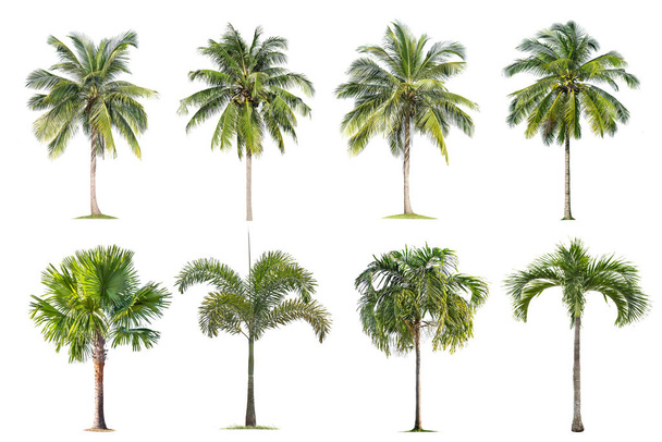 Кокосовое дерево и пальмы на белом фоне
 ,  - Фото, изображение