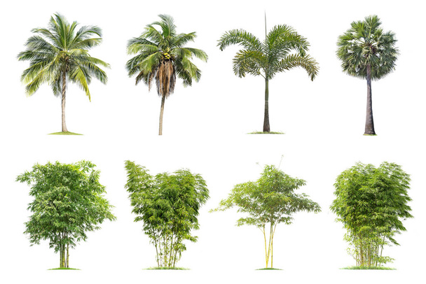 Kokosové a palmové, bambusové stromy Izolovaný strom na bílém pozadí - Fotografie, Obrázek