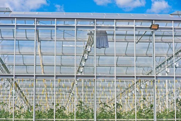 Modern ipari paradicsom üvegház - Fotó, kép