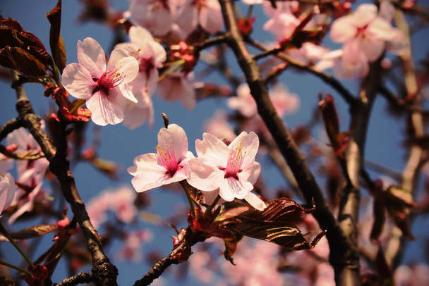 Рожевий японський цвіт вишні на фоні блакитного неба
 - Фото, зображення