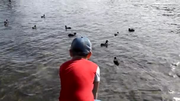 Back view of little boy throwing food into river to feed ducks, beautiful view of the lake - Πλάνα, βίντεο