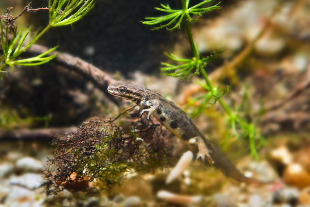 Tritão comum ou tritão liso, macho de anfíbio de água doce europeu vulnerável em aquário biotópico, conceito de proteção da natureza
 - Foto, Imagem
