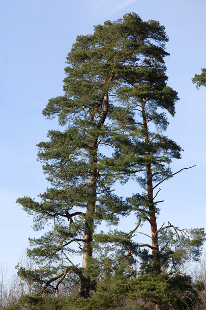 Pino escocés (Pinus sylvestris) grandes pinos viejos
 - Foto, imagen