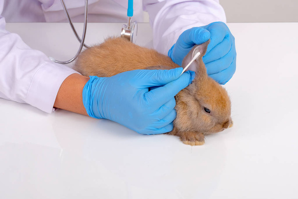 Tierarzt mit blauen Handschuhen verwenden Wattestäbchen, um Verletzungen oder Narben am Kaninchenohr zu kontrollieren und zu berühren. - Foto, Bild