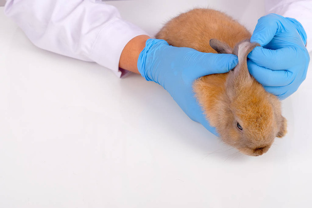 Mãos veterinárias com luva azul verificar ou análise pequena orelha de coelho marrom e colocá-lo na mesa branca
. - Foto, Imagem