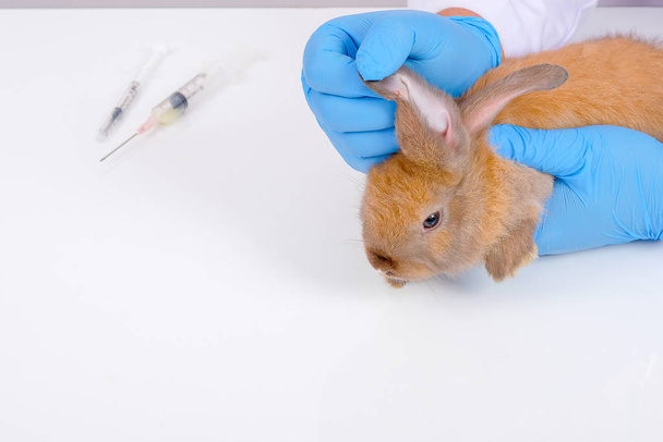 Las manos veterinarias con guante azul comprueban o analizan la oreja de conejo marrón y la ponen sobre una mesa blanca
. - Foto, Imagen