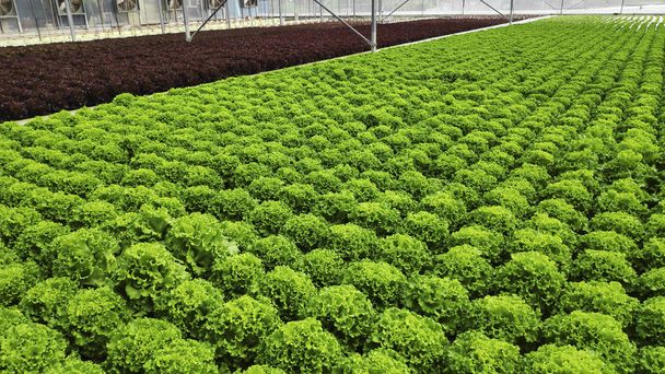 Organic hydroponic fresh green vegetables - Fotoğraf, Görsel