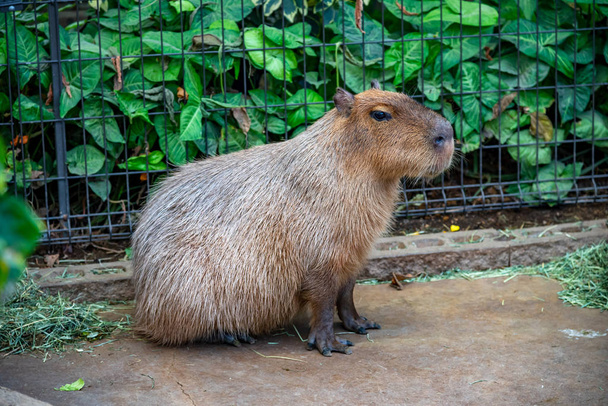 Capybara in natural park in sunny day - Photo, Image