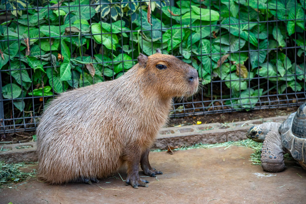 Animales salvajes en el parque natural en un día soleado. Capybara y tortuga gigante
 - Foto, imagen
