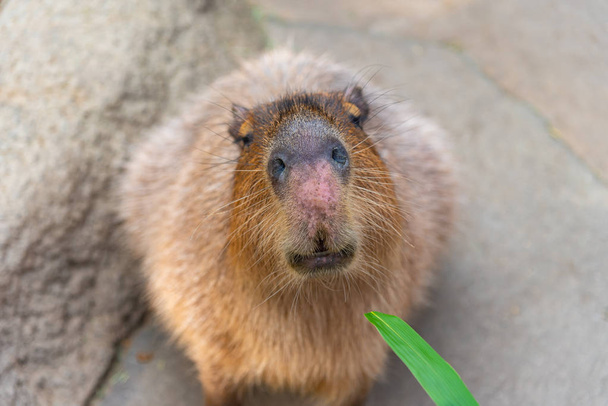 Capybara στο φυσικό πάρκο σε ηλιόλουστη μέρα - Φωτογραφία, εικόνα
