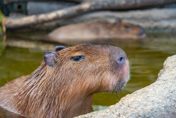 Capybara στο φυσικό πάρκο σε ηλιόλουστη μέρα - Φωτογραφία, εικόνα