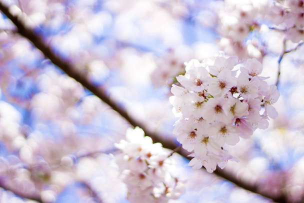 Άνθη κερασιάς σε πλήρη άνθιση σε μια ηλιόλουστη μέρα - Φωτογραφία, εικόνα