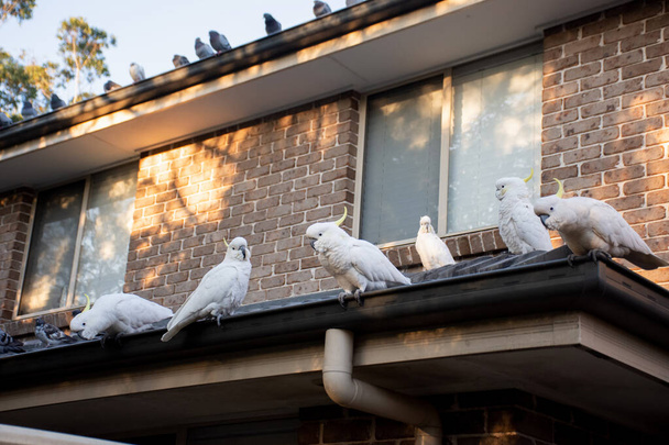 Schwärme von Schwefelhaubenkakadus, die auf einem Dach sitzen. Australische Urbanwildtiere - Foto, Bild