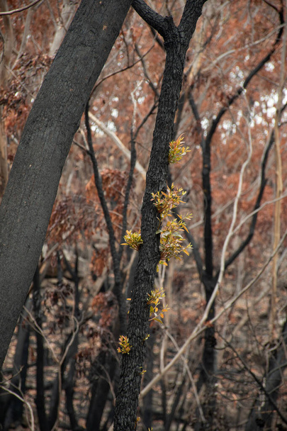 Австралійські лісові пожежі: листки евкаліптових дерев стали коричневими після виживання в надзвичайно жаркому лісовому вогні і ці вічнозелені рослини виглядають як осінні дерева в середині літа.. - Фото, зображення