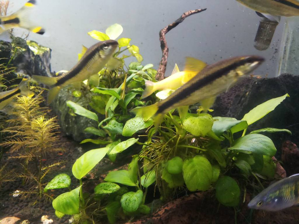 Comedor de algas marinas con planta de anubias
 - Foto, Imagen