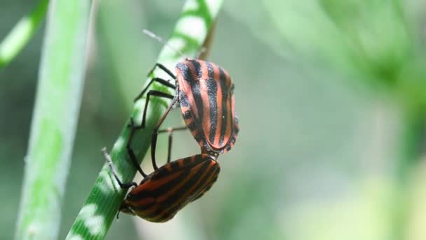 Csíkos bogarak párosodnak a növényen. Egy közeli kép. Makró. - Felvétel, videó