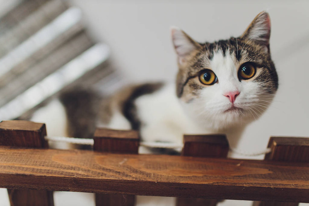 Täplikäs kissanpentu portaissa aidan
. - Valokuva, kuva