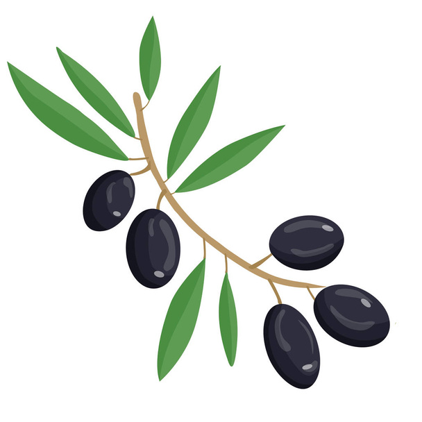 オリーブオイルのロゴ。オリーブの枝。白を基調としたオーガニックオリーブベクトルイラスト. - ベクター画像