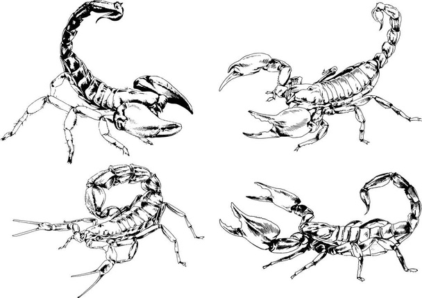 vector drawings sketches different insects bugs Scorpions spiders drawn in ink by hand , objects with no background - Vector, Image